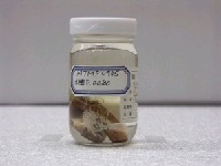 藏品(烏伊蘭擬金眼鯛)的圖片